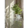 Modern eco interior place with glossy desk surface with shadows and reflections from natural green houseplant in the flower pots. Game of shadows on a wall from window at the sunny day.