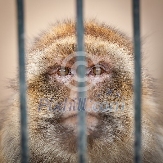 caged - monkey behind bars of a cage in a zoo caged - monkey behind bars of a cage in a zoo
