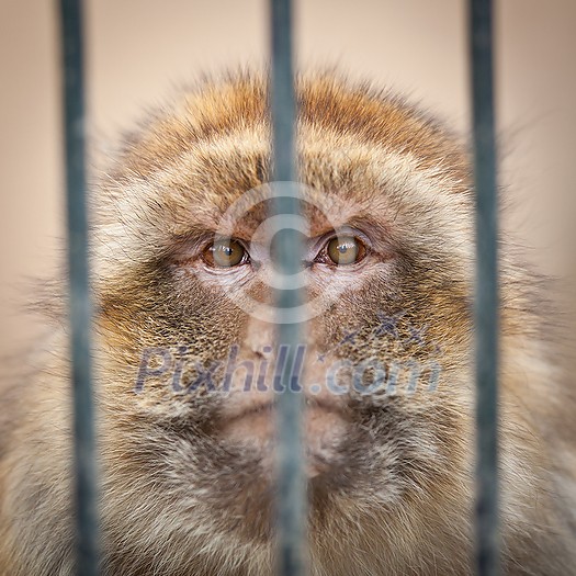 caged - monkey behind bars of a cage in a zoo