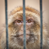 caged - monkey behind bars of a cage in a zoo