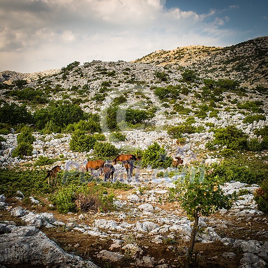 Wild horses in the Biokovo national park, Croatia