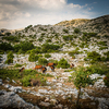 Wild horses in the Biokovo national park, Croatia