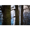 Winter snowy day scene - forest trees covered with snow