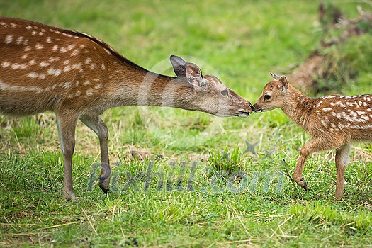 Little sika deer with his mother Little sika deer with his mother