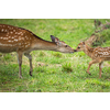 Little sika deer with his mother