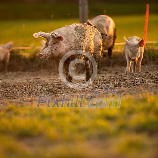 Pigs eating on a meadow in an organic meat farm Pigs eating on a meadow in an organic meat farm