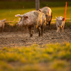 Pigs eating on a meadow in an organic meat farm