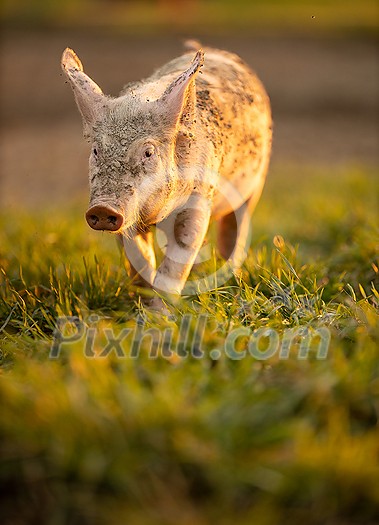 Pigs eating on a meadow in an organic meat farm Pigs eating on a meadow in an organic meat farm