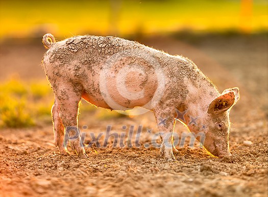 Pigs eating on a meadow in an organic meat farm Pigs eating on a meadow in an organic meat farm