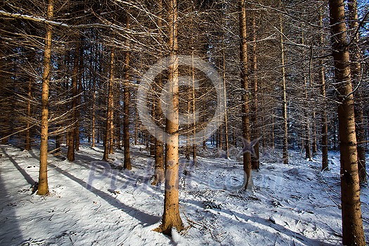 Winter forest covered in fresh fresh snow