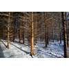 Winter forest covered in fresh fresh snow