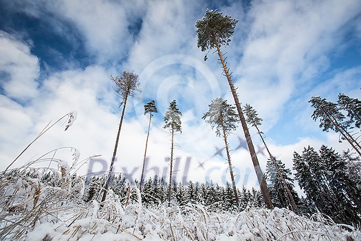 Winter forest covered in fresh fresh snow