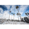 Winter forest covered in fresh fresh snow