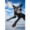 Hilarious black dog jumping for joy over a snowy field on a lovely winter day