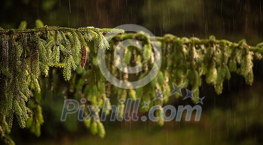 Telephoto lens compressed image of  a pine tree with shining water drops after summer rain. Natural green background. Moisture and humidity in the nature concept