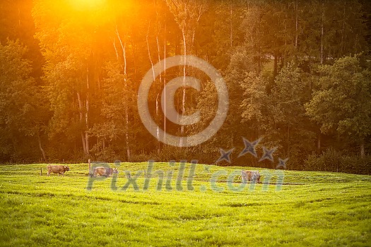 Cows going home from pasture at the close of the day - Regenerative farming concept/Grass fed beef Cows going home from pasture at the close of the day - Regenerative farming concept/Grass fed beef