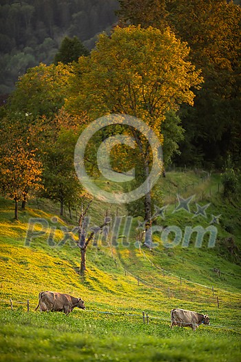 Cows going home from pasture at the close of the day - Regenerative farming concept/Grass fed beef Cows going home from pasture at the close of the day - Regenerative farming concept/Grass fed beef