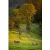 Cows going home from pasture at the close of the day - Regenerative farming concept/Grass fed beef