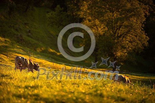 Cows going home from pasture at the close of the day - Regenerative farming concept/Grass fed beef Cows going home from pasture at the close of the day - Regenerative farming concept/Grass fed beef