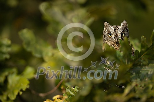 Eurasian scops owl (Otus scops) - Small scops owl on a branch in autumnal forest Eurasian scops owl (Otus scops) - Small scops owl on a branch in autumnal forest