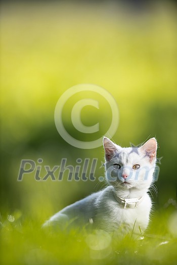 Extremely cute white kitten on a lovely meadow, playing outside - sweet domestic pet playing outside Extremely cute white kitten on a lovely meadow, playing outside - sweet domestic pet playing outside