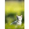 Extremely cute white kitten on a lovely meadow, playing outside - sweet domestic pet playing outside