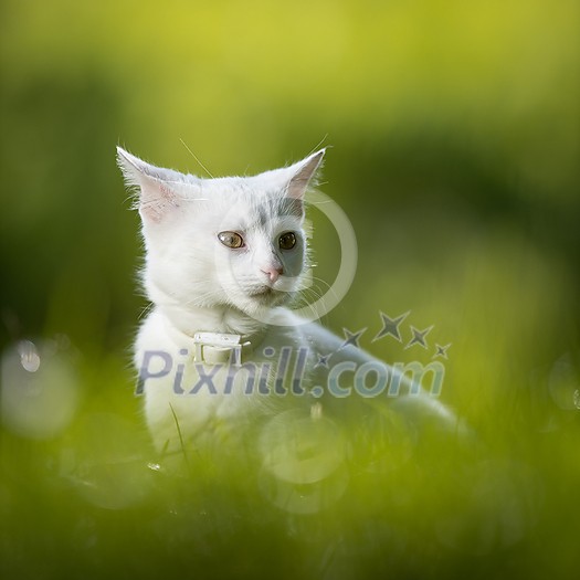 Extremely cute white kitten on a lovely meadow, playing outside - sweet domestic pet playing outside Extremely cute white kitten on a lovely meadow, playing outside - sweet domestic pet playing outside