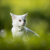 Extremely cute white kitten on a lovely meadow, playing outside - sweet domestic pet playing outside