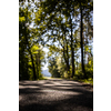 Forest road. Selective focus. Great place for biking