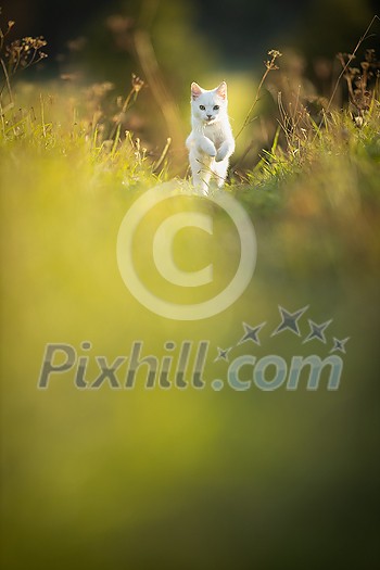 Pretty, young woman with her large black dog on a lovely sunlit meadow in warm evening light, playing together