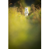 Pretty, young woman with her large black dog on a lovely sunlit meadow in warm evening light, playing together