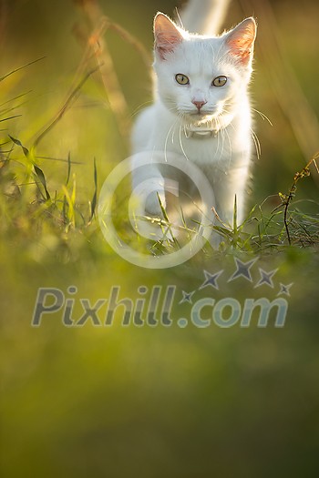 Pretty, young woman with her large black dog on a lovely sunlit meadow in warm evening light, playing together Pretty, young woman with her large black dog on a lovely sunlit meadow in warm evening light, playing together