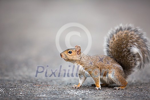 Eastern Grey Squirrel (Sciurus carolinensis) Eastern Grey Squirrel (Sciurus carolinensis)