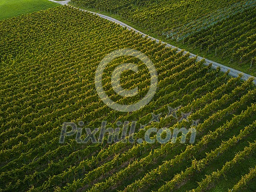 Aerial view over vineyard fields in Europe Aerial view over vineyard fields in Europe