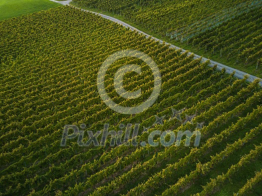 Aerial view over vineyard fields in Europe