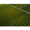 Aerial view over vineyard fields in Europe
