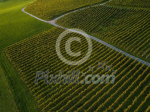 Aerial view over vineyard fields in Europe