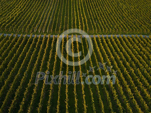 Aerial view over vineyard fields in Europe Aerial view over vineyard fields in Europe