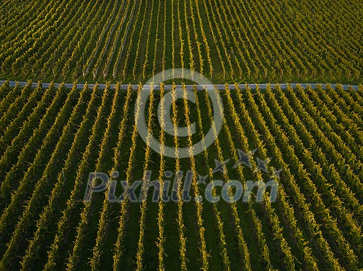 Aerial view over vineyard fields in Europe