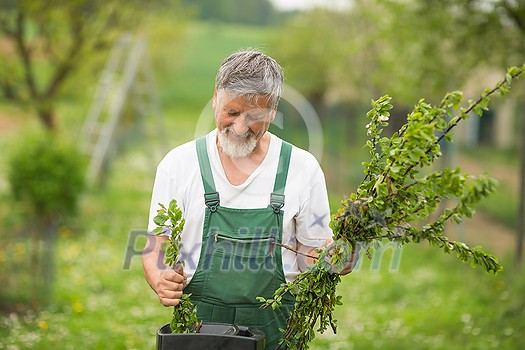 Senior man gardening in his garden (color toned image) Senior man gardening in his garden (color toned image)