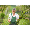 Senior man gardening in his garden (color toned image)