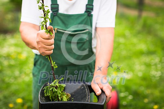 Senior man gardening in his garden (color toned image) Senior man gardening in his garden (color toned image)