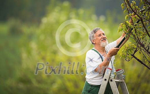 Senior man gardening in his garden (color toned image), taking good care of his fruit trees from a ladder Senior man gardening in his garden (color toned image), taking good care of his fruit trees from a ladder