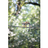 Common Squirrel Monkey (Saimiri sciureus; shallow DOF)