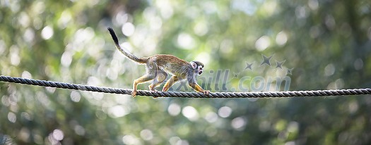 Common Squirrel Monkey (Saimiri sciureus; shallow DOF)