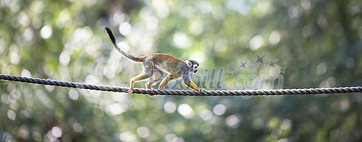 Common Squirrel Monkey (Saimiri sciureus; shallow DOF) Common Squirrel Monkey (Saimiri sciureus; shallow DOF)