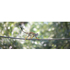 Common Squirrel Monkey (Saimiri sciureus; shallow DOF)