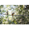 Common Squirrel Monkey (Saimiri sciureus; shallow DOF)