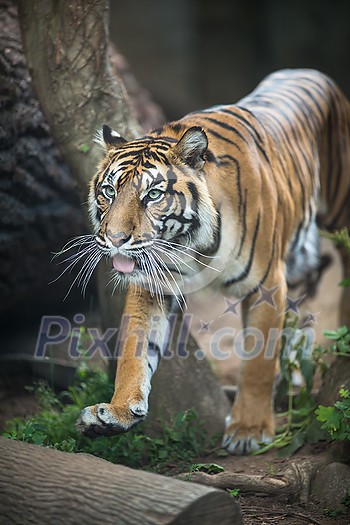 Closeup of a Siberian tiger also know as Amur tiger (Panthera tigris altaica), the largest living cat Closeup of a Siberian tiger also know as Amur tiger (Panthera tigris altaica), the largest living cat