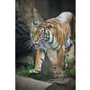 Closeup of a Siberian tiger also know as Amur tiger (Panthera tigris altaica), the largest living cat